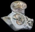 Tall Ammonite (Craspedodiscus) Cluster - Russia #34679-2